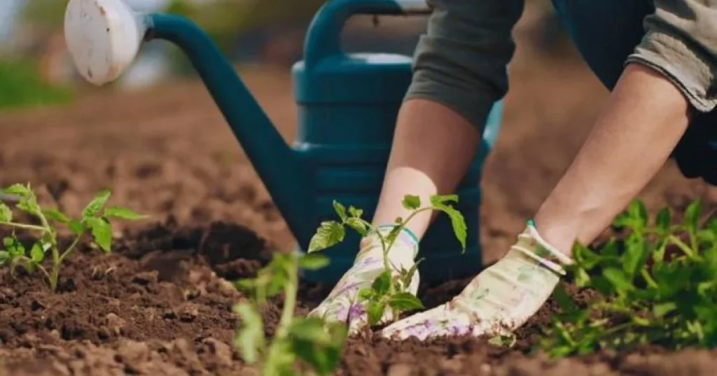 Лунный посевной календарь на май 2026 — лучшие дни для посадки, что и когда сеять