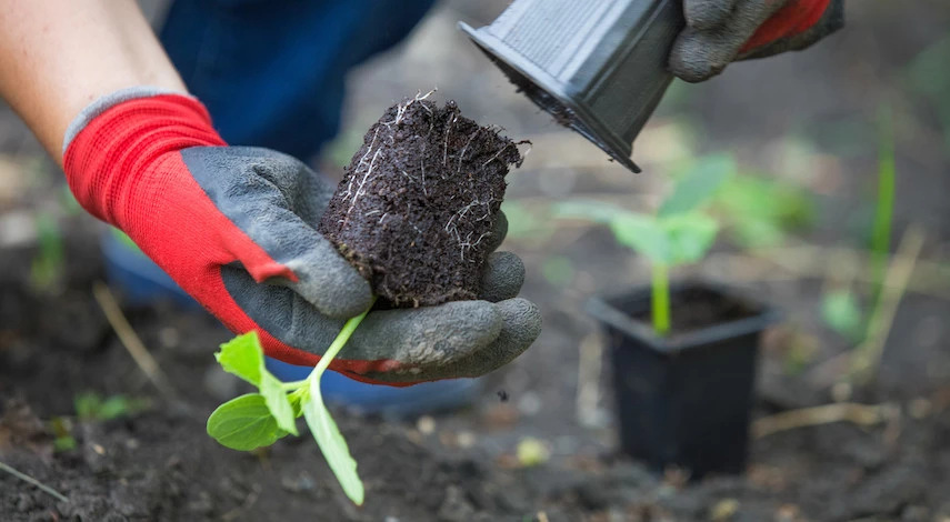 Лунный посевной календарь на май 2026 — лучшие дни для посадки, что и когда сеять